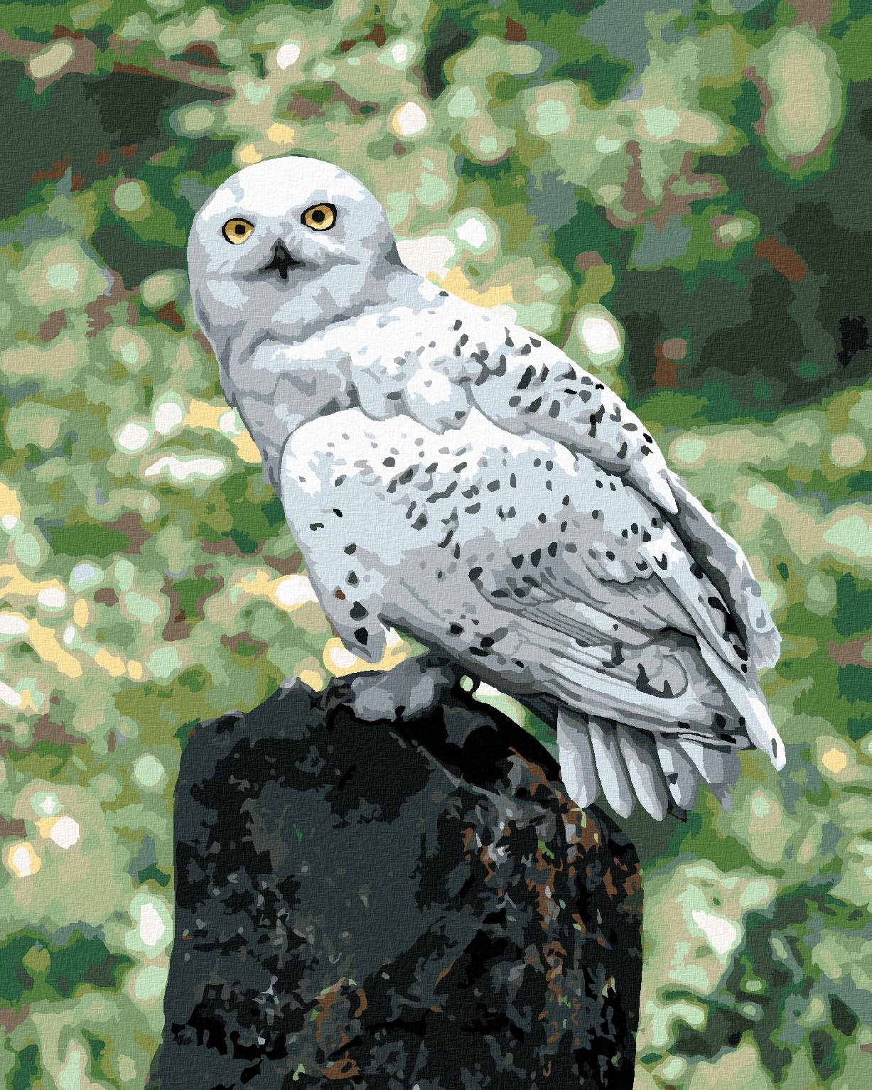 Zuty – Maľovanie Podľa Čísel – Hedviga Na Kmeni (Harry Potter), 40 × 50 Cm, Plátno