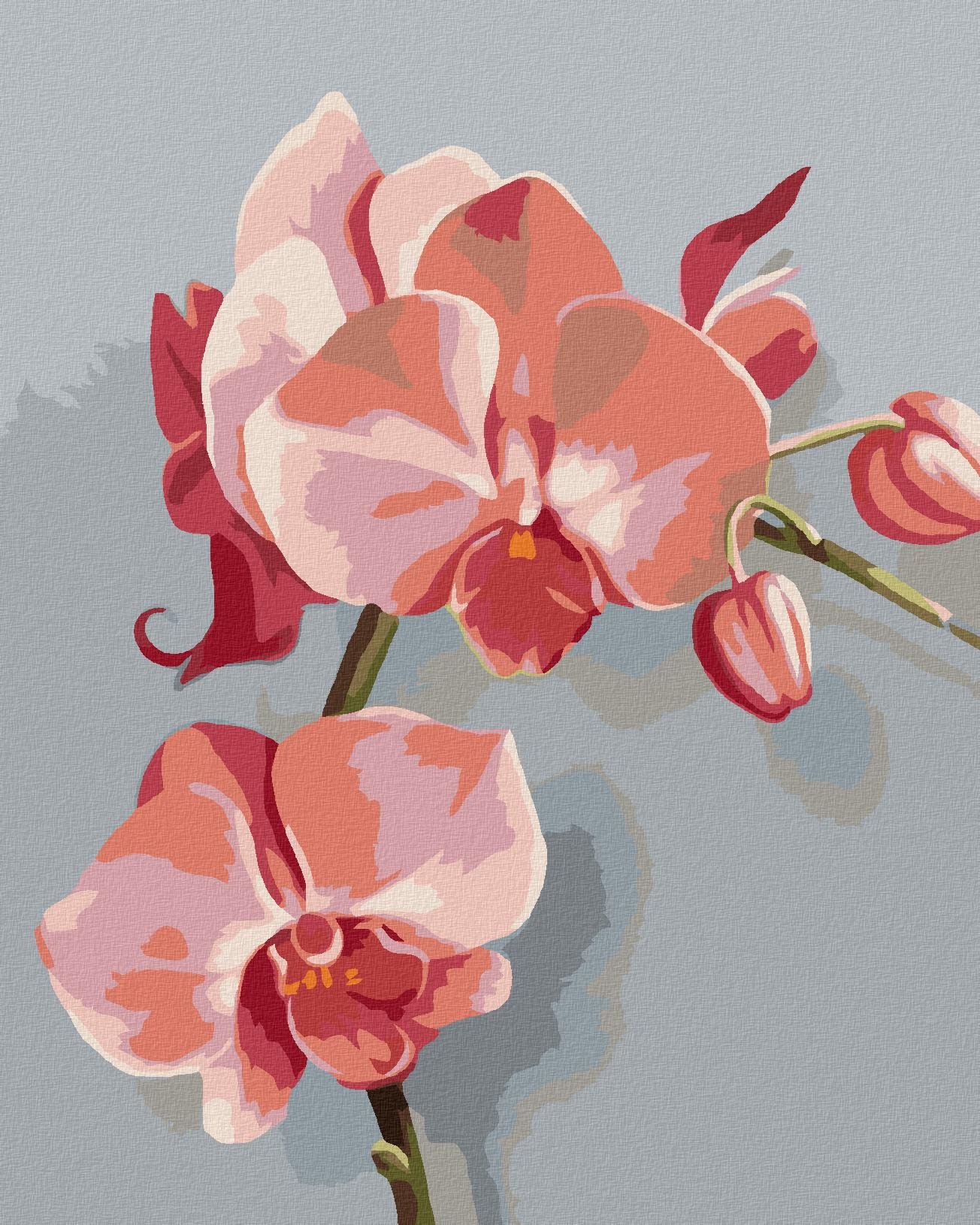 Zuty – Maľovanie Podľa Čísel – Ružová Orchidea (Myroslava Voloschuk), 40 × 50 cm, Plátno