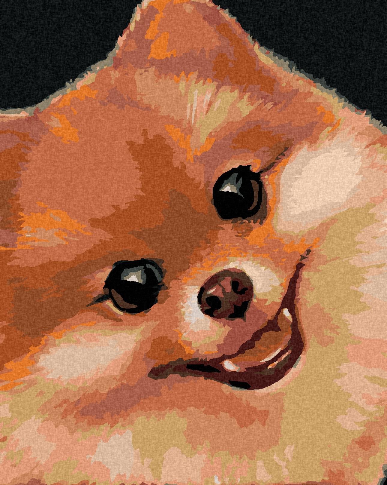 Zuty – Maľovanie Podľa Čísel – Pomeranian (Myroslava Voloschuk), 80 × 100 cm, Plátno + Rám