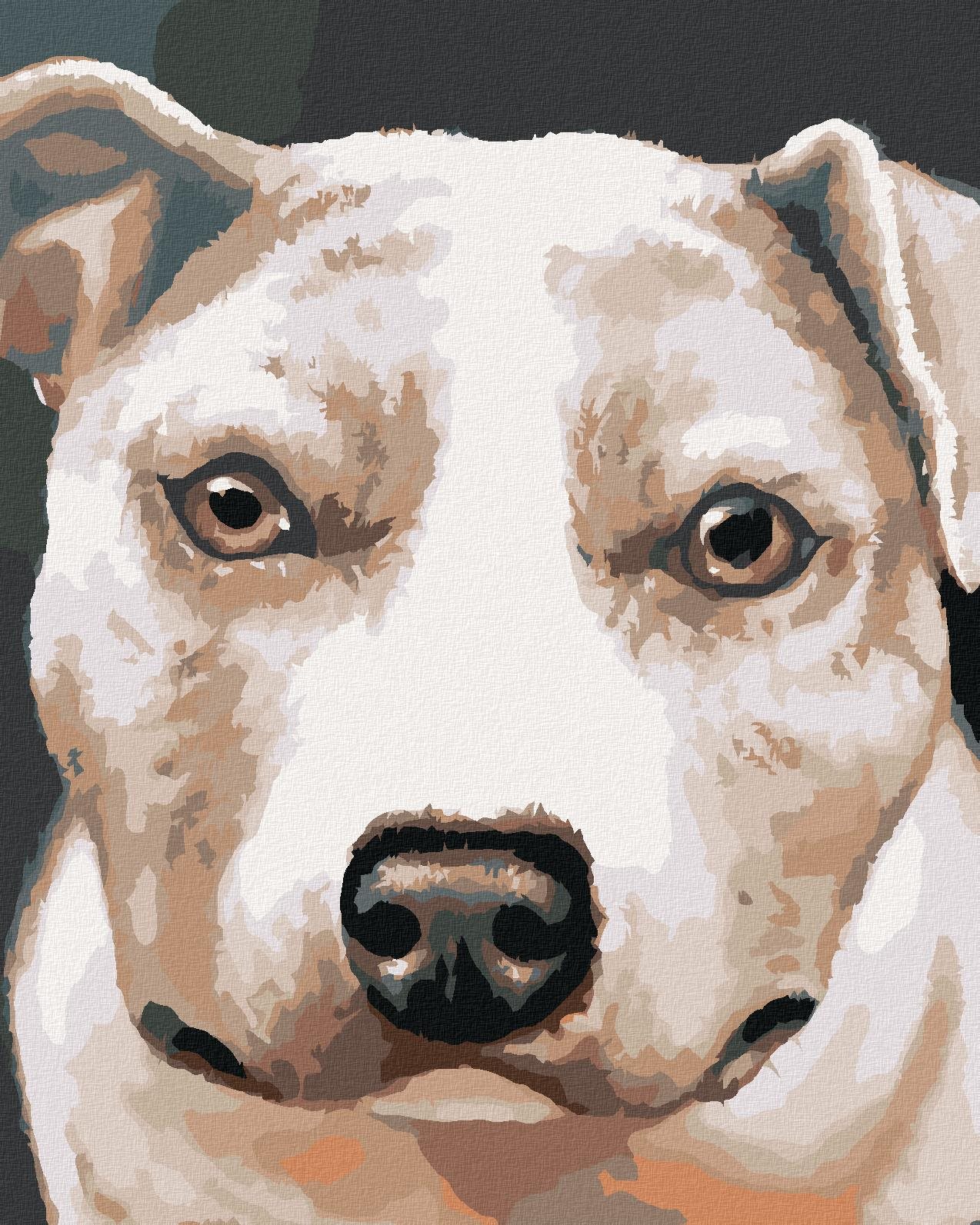 Zuty – Maľovanie Podľa Čísel – Pitbul (Myroslava Voloschuk), 80 × 100 cm, Plátno + Rám