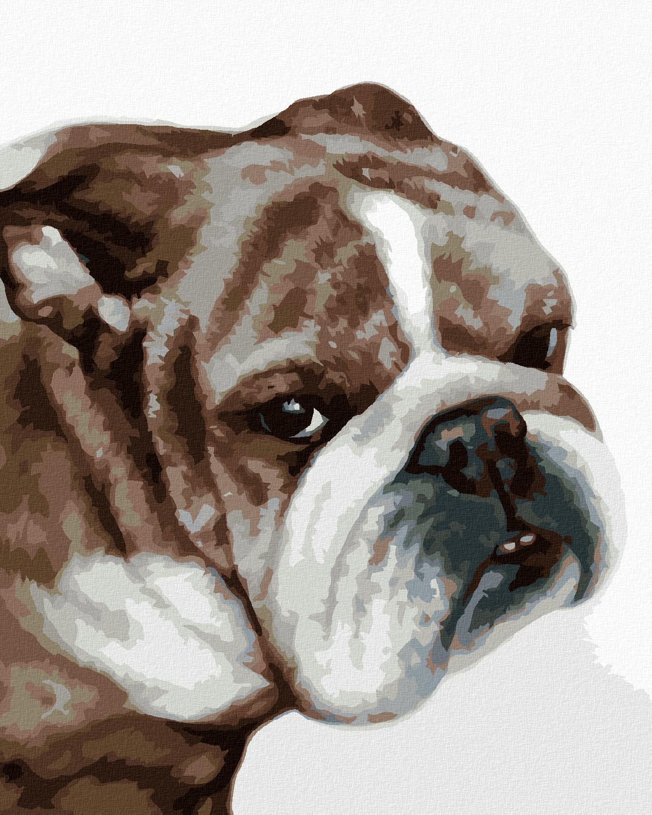 Zuty – Maľovanie Podľa Čísel – Buldog (Myroslava Voloschuk), 80 × 100 cm, Plátno + Rám