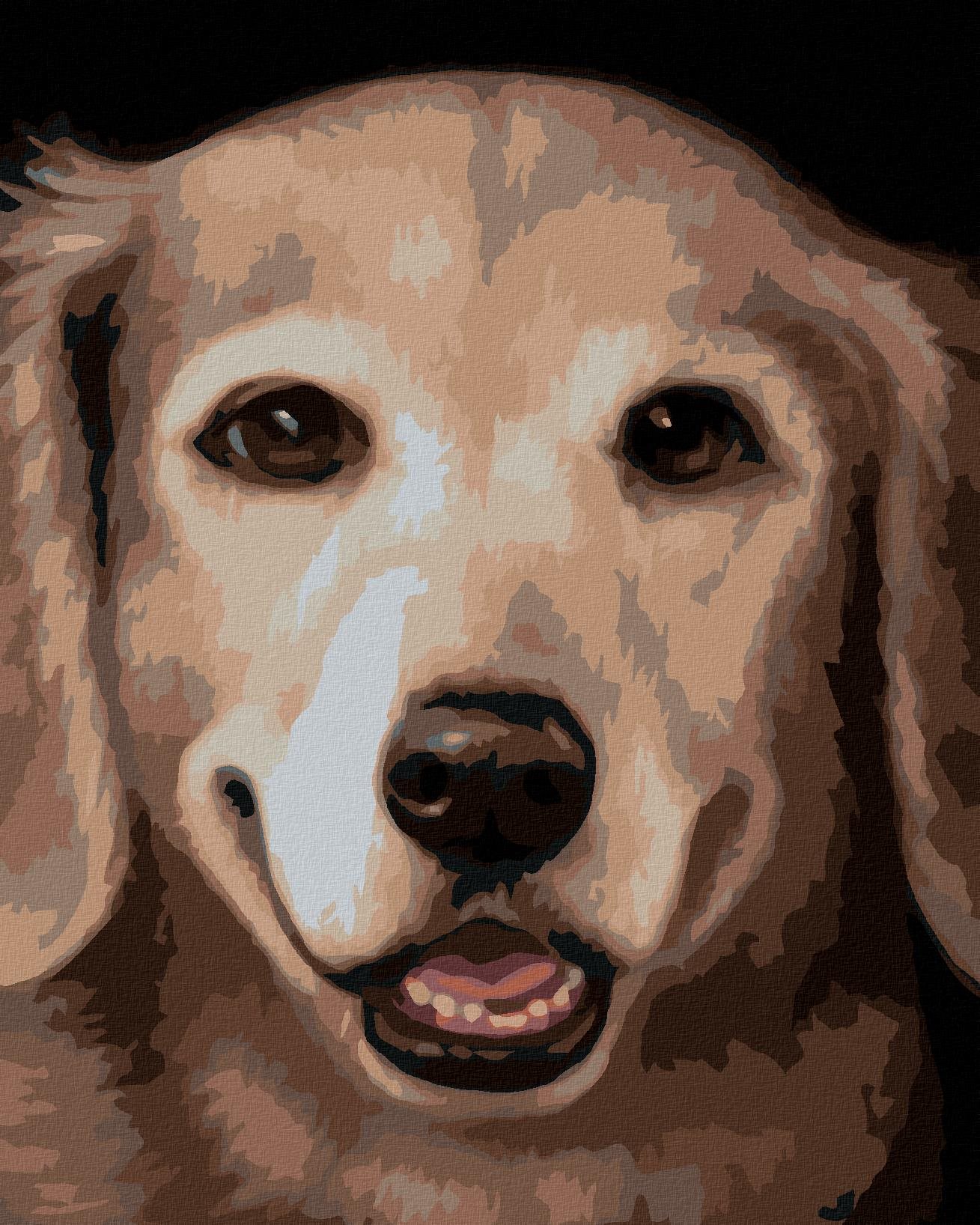 Zuty – Maľovanie Podľa Čísel – Zlatý Retriever 2 (Myroslava Voloschuk), 80 × 100 cm, Plátno + Rám