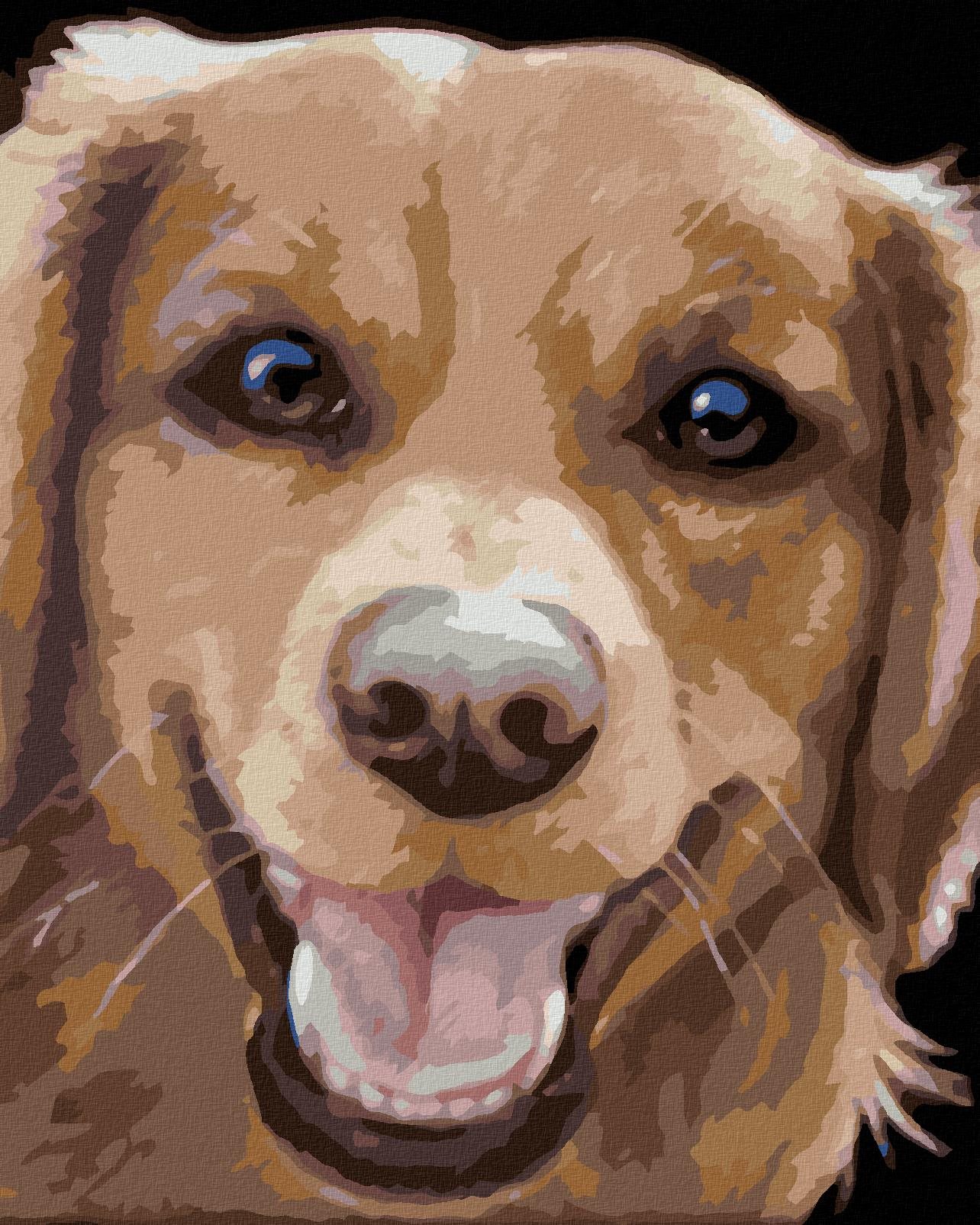 Zuty – Maľovanie Podľa Čísel – Zlatý Retriever (Myroslava Voloschuk), 80 × 100 cm, Plátno
