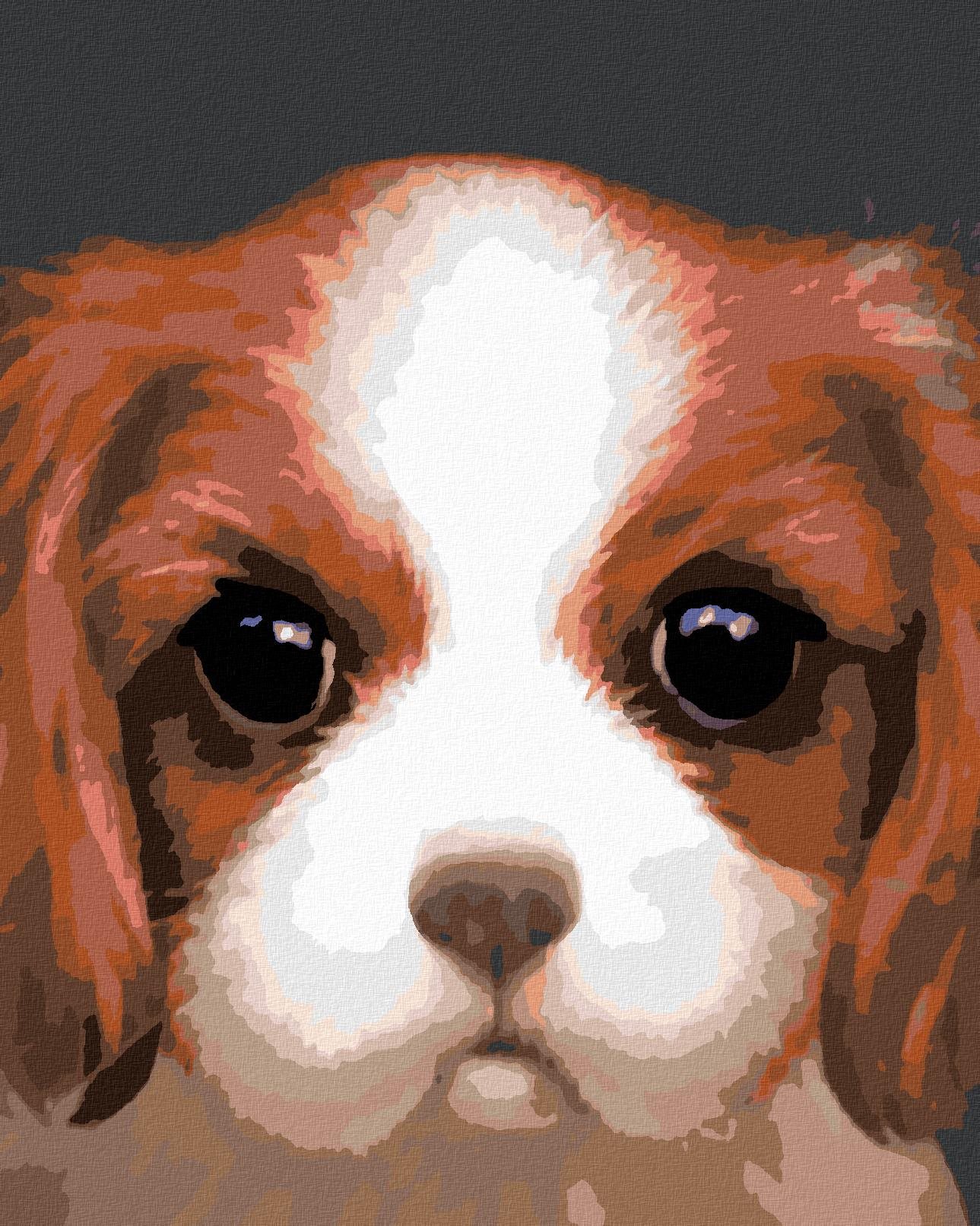 Zuty – Maľovanie Podľa Čísel – Pes – Cavalier King Charles Španiel (Myroslava Voloschuk), 40 × 50 cm, Plátno + Rám