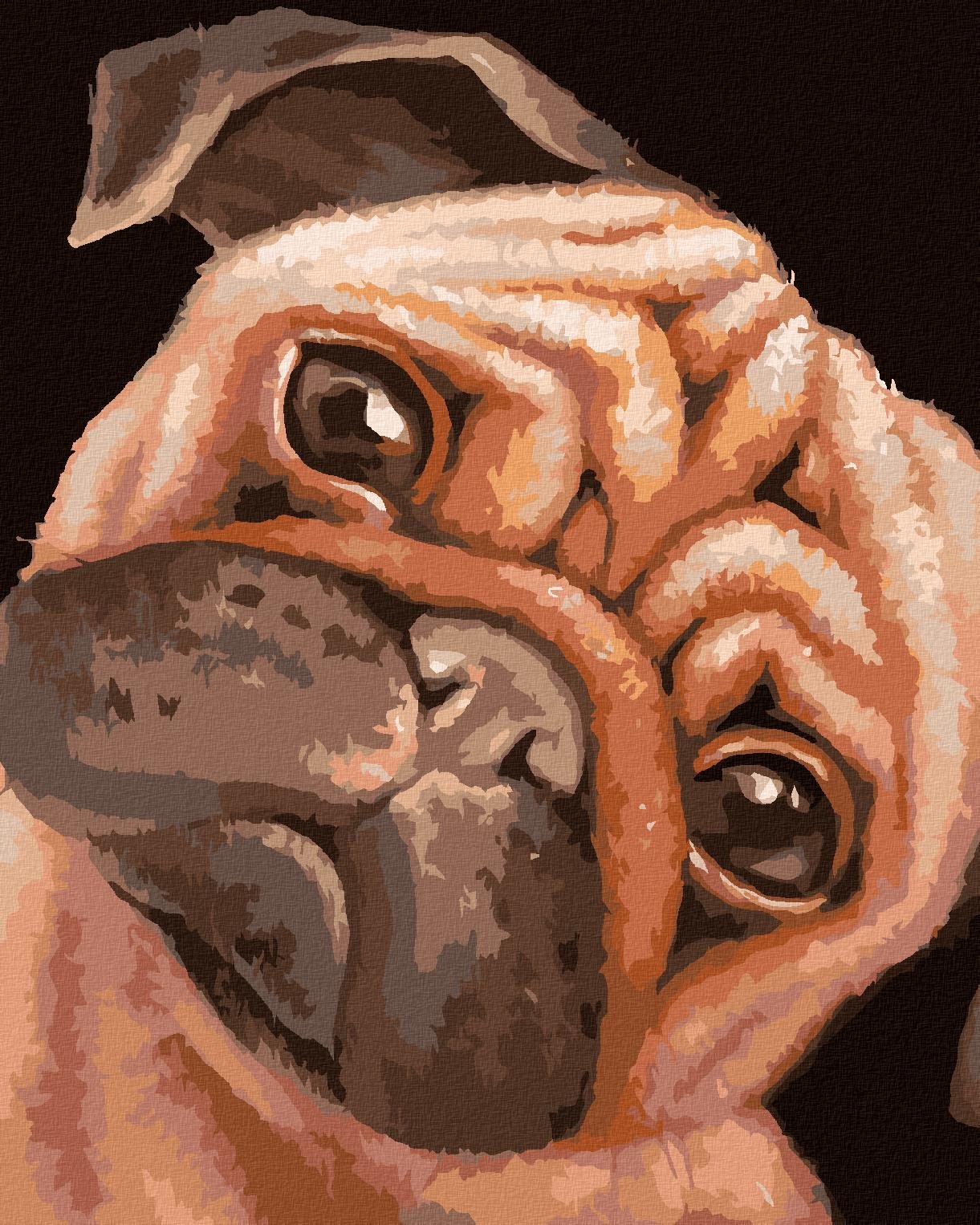 Zuty – Maľovanie Podľa Čísel – Hnedý Mopslík (Myroslava Voloschuk), 40 × 50 cm, Plátno