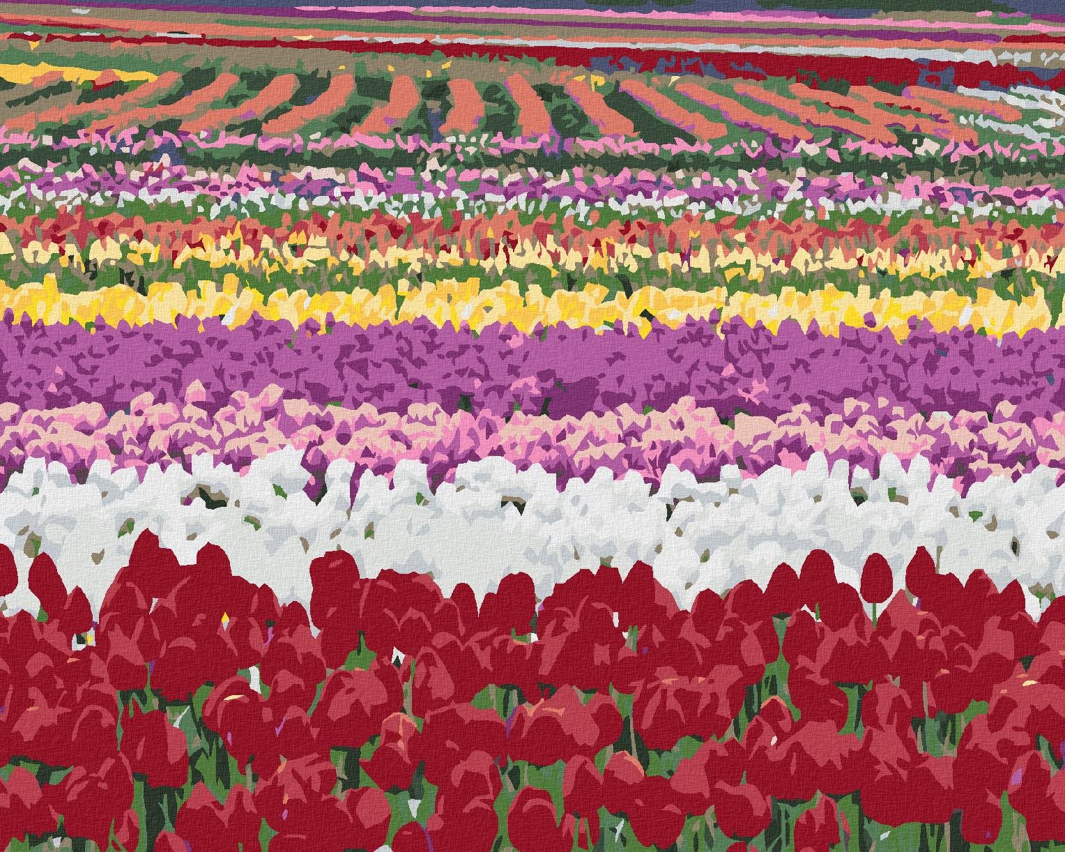 Zuty – Maľovanie Podľa Čísel – Pole Tulipánov (Dennis Frates), 40 × 50 cm, Plátno + Rám