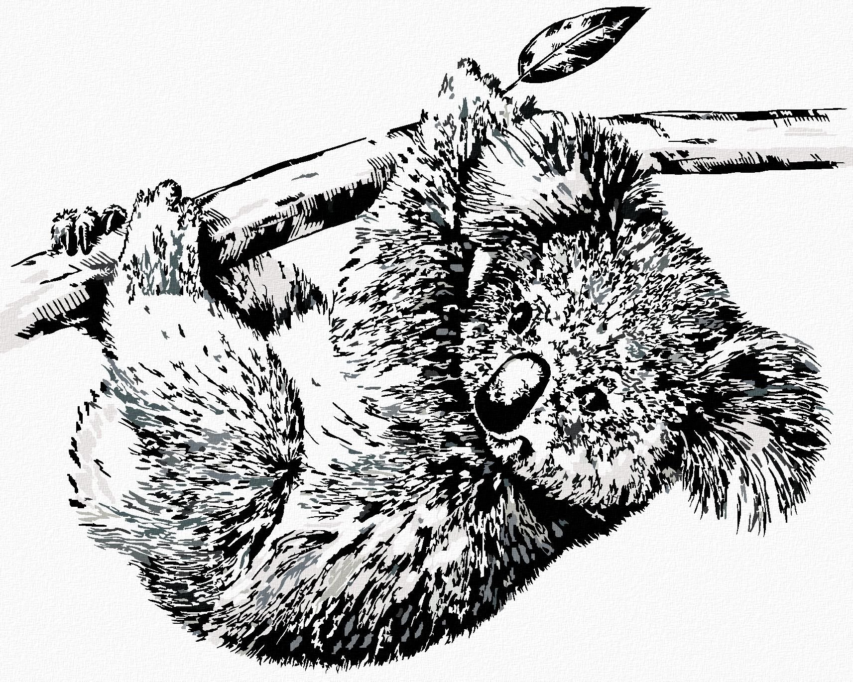 Zuty – Maľovanie Podľa Čísel – Čiernobiela Koala, 40 × 50 cm, Plátno + Rám