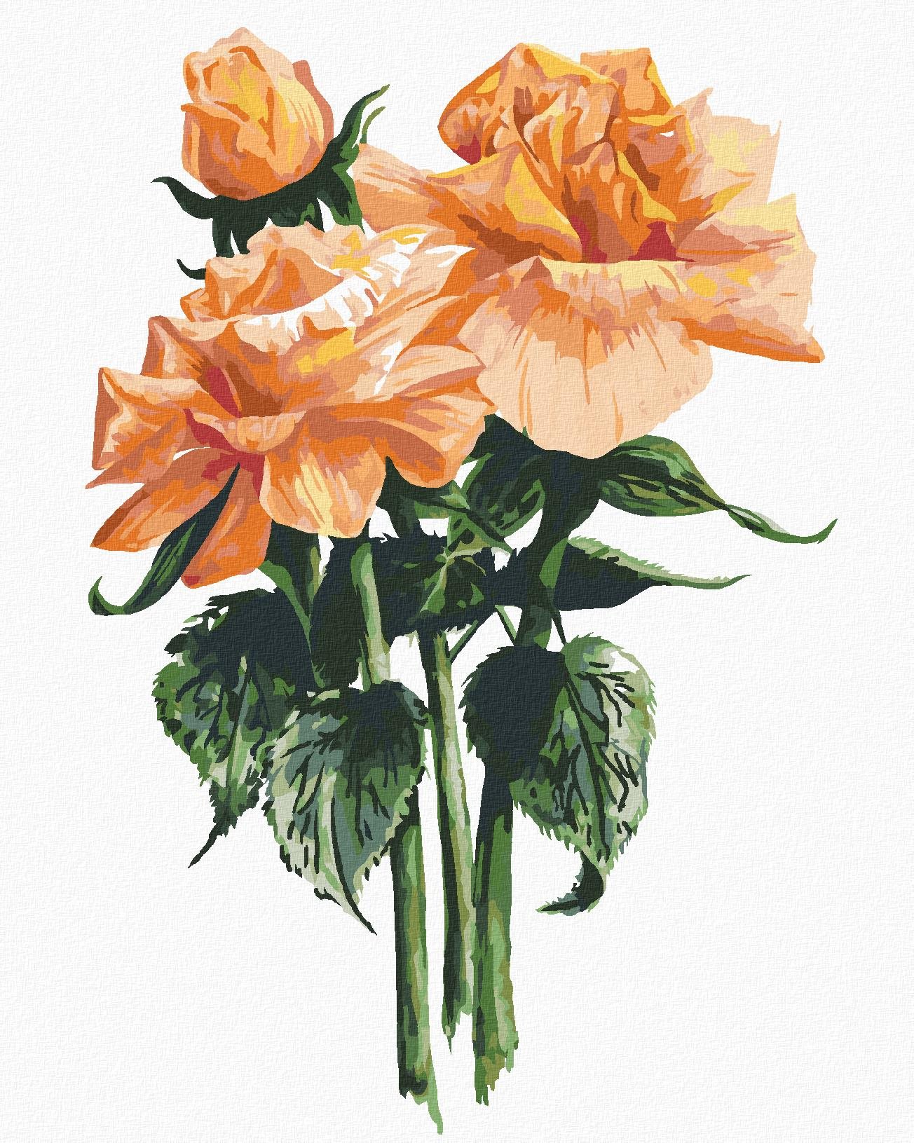 Zuty – Maľovanie Podľa Čísel – Oranžové Ruže (Alexandria Gilbert), 80 × 100 cm, Plátno + Rám