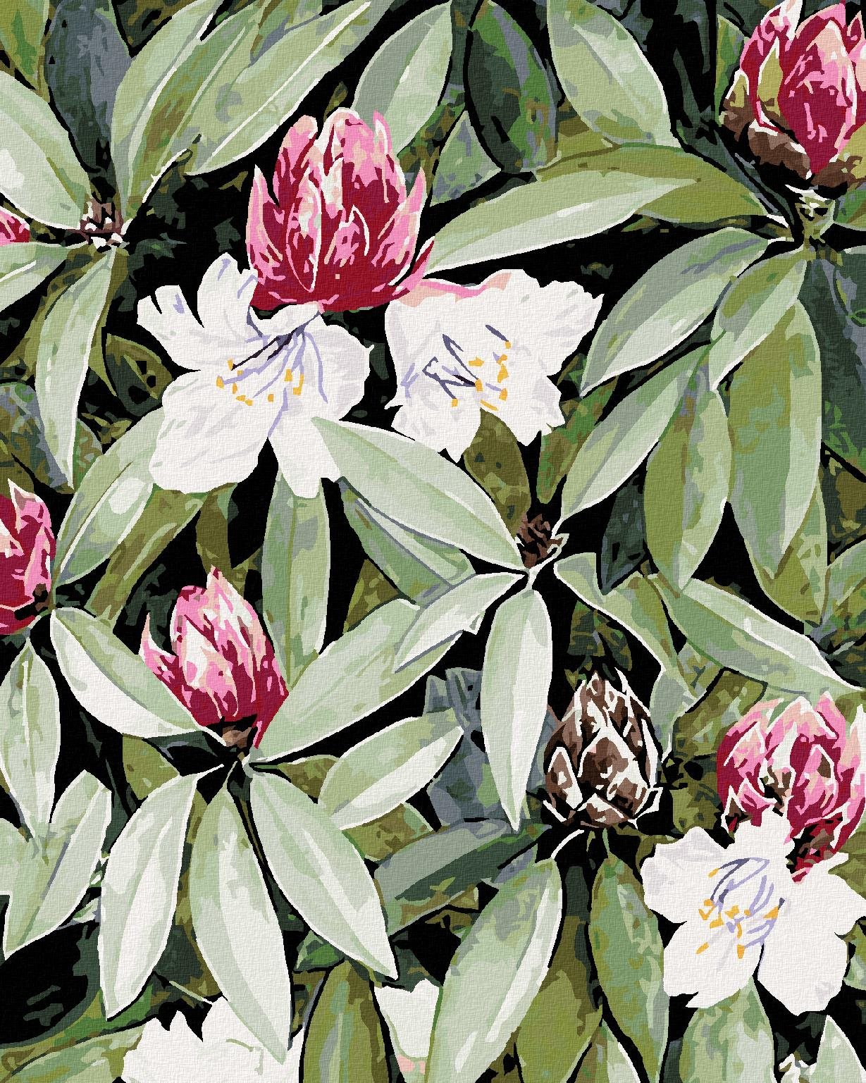 Zuty – Maľovanie Podľa Čísel – Rododendron S Bielymi A Ružovými Kvetmi (Alexandria Gilbert), 40 × 50 cm, Plátno