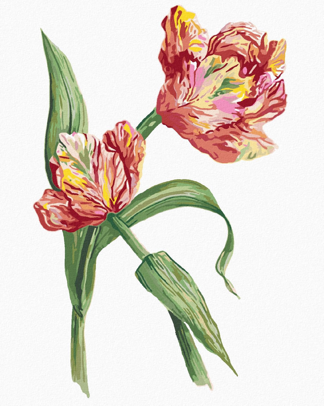 Zuty - Maľovanie podľa čísel - Tulipán (Alexandria Gilbert), 80 × 100 cm, plátno + rám