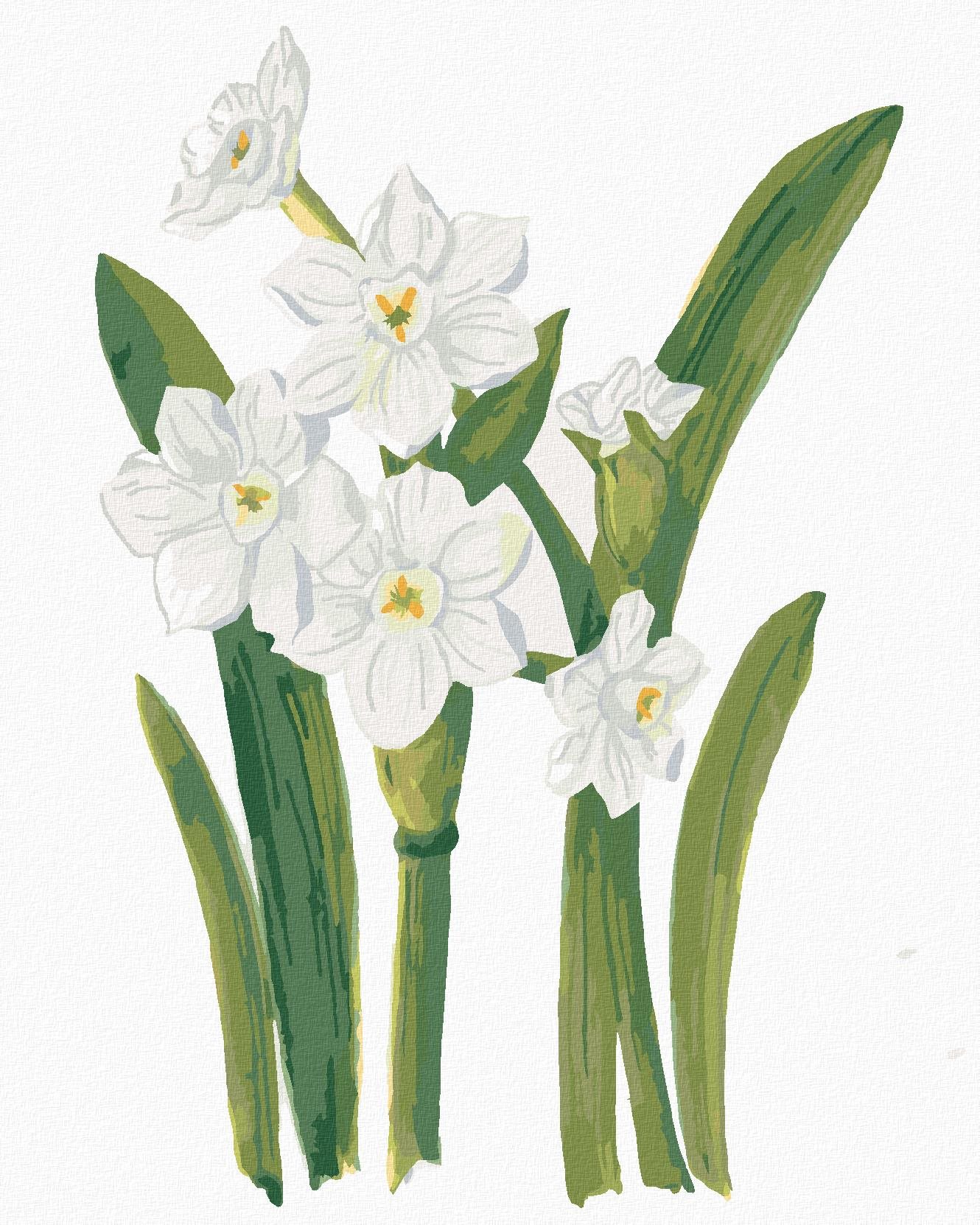 Zuty - Maľovanie podľa čísel - Biele narcisy (Alexandria Gilbert), 80 × 100 cm, plátno + rám