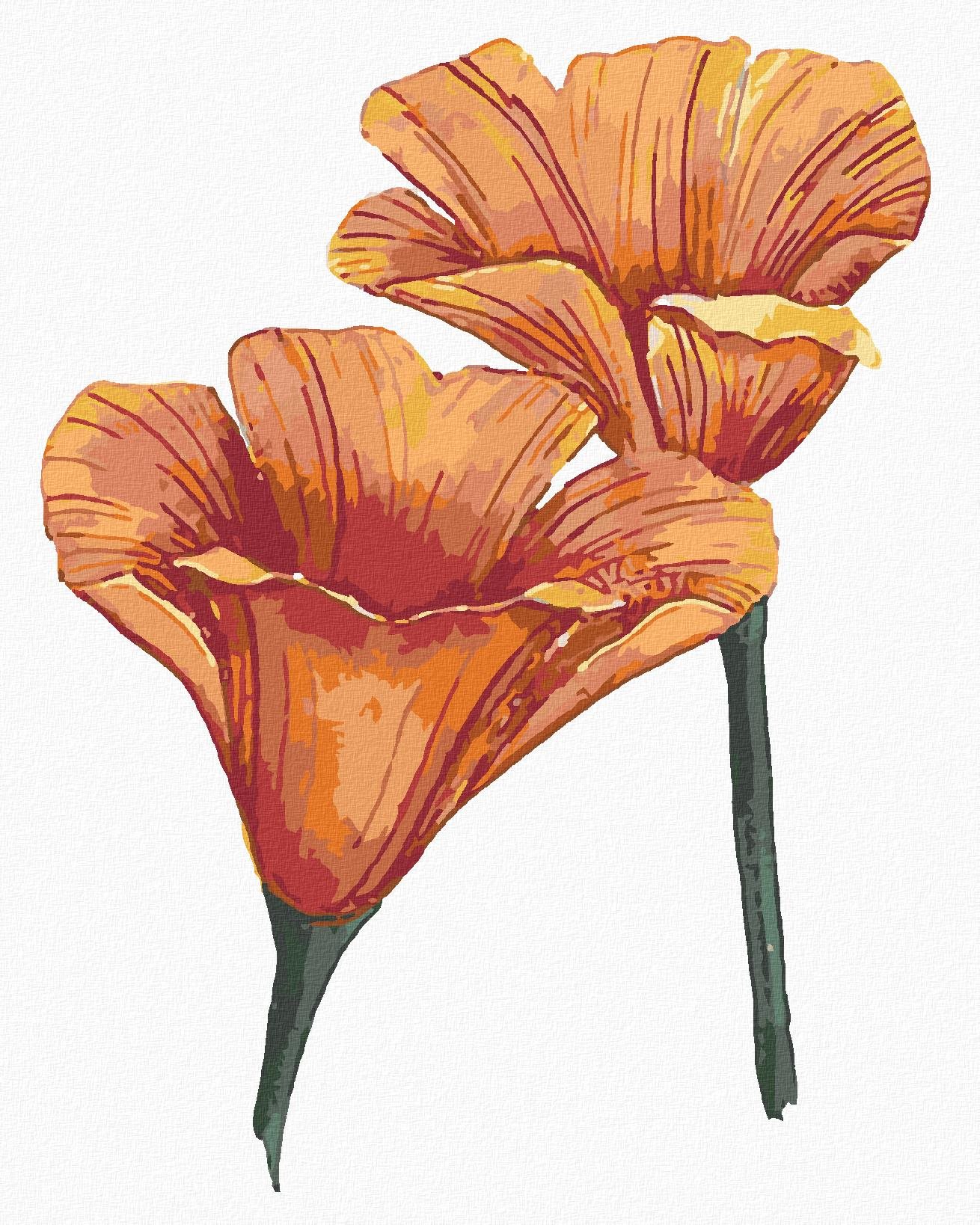 Zuty – Maľovanie Podľa Čísel – Kalifornské Vlčie Maky (Alexandria Gilbert), 40 × 50 cm, Plátno