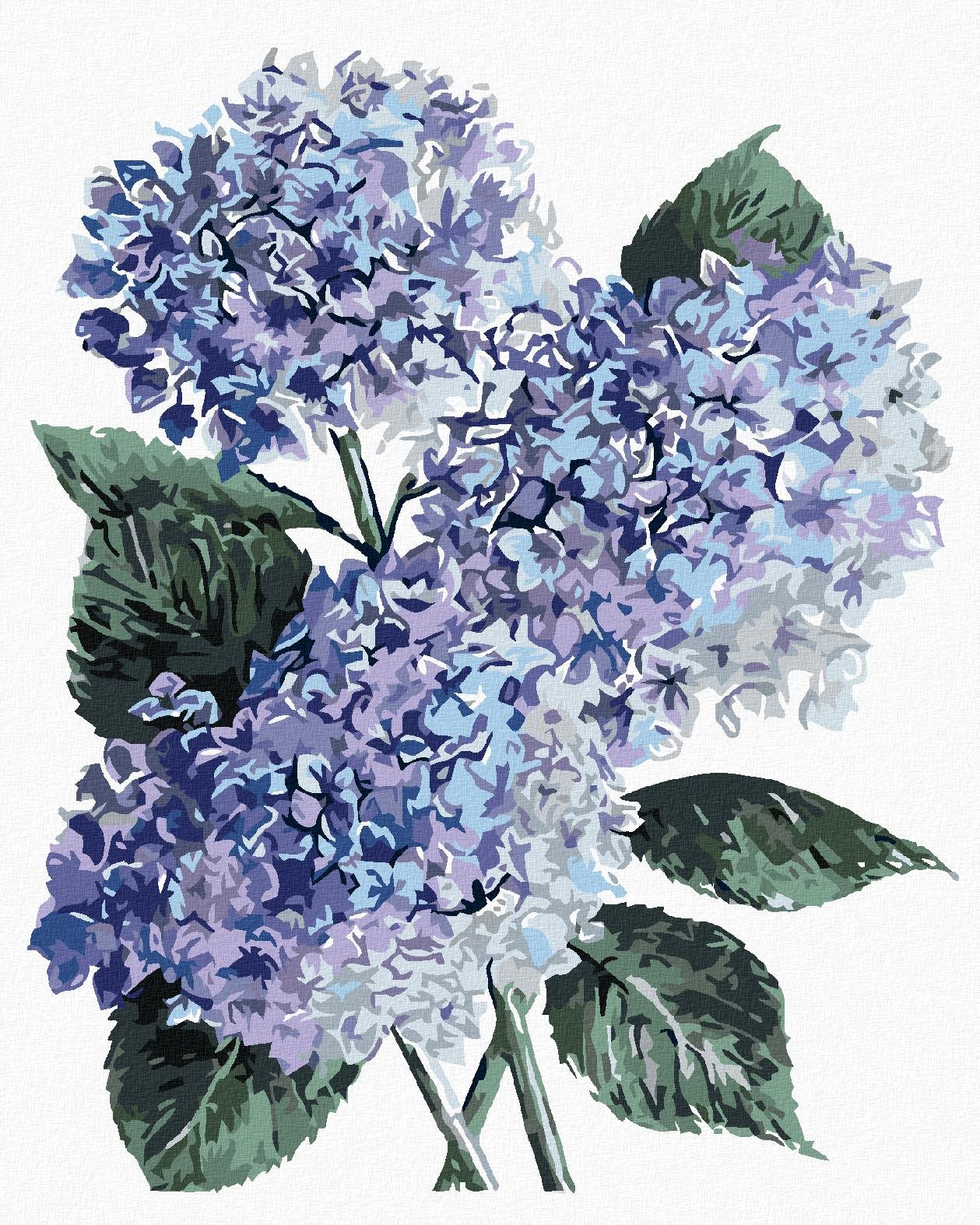 Zuty - Maľovanie podľa čísel - Modré hortenzie (Alexandria Gilbert), 80 × 100 cm, plátno + rám