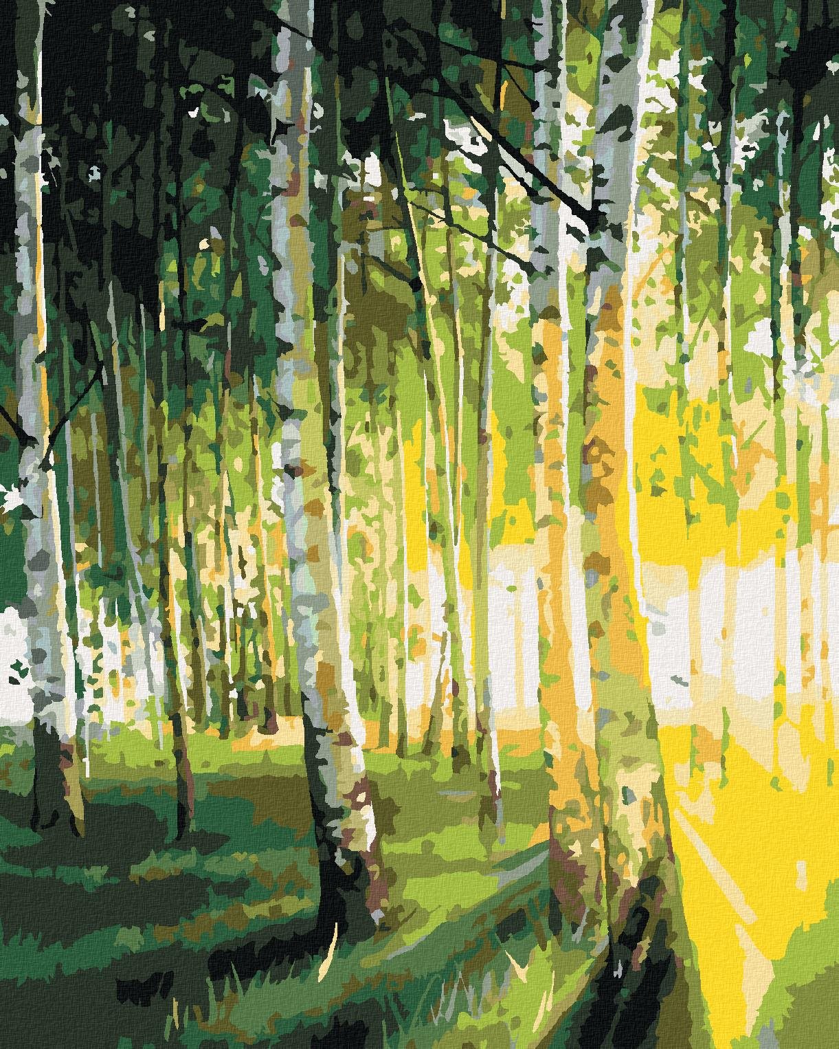 Zuty – Maľovanie Podľa Čísel – Brezy V Presvetlenom Lese, 40 × 50 cm, Plátno + Rám