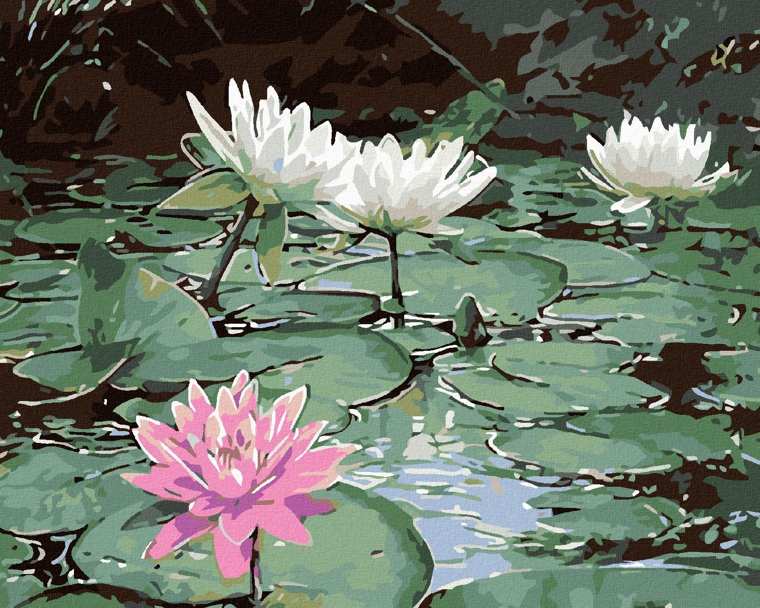 Maľovanie podľa čísel – Ružové lekno a tri biele, 50 × 40 cm, napnuté plátno na rám