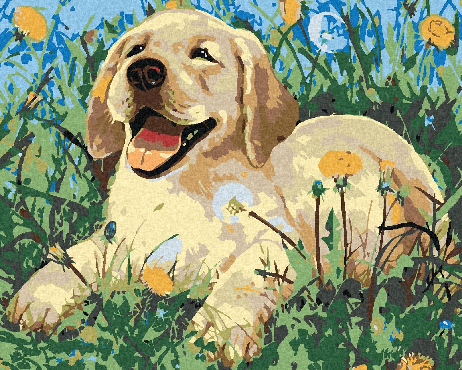 Maľovanie podľa čísel – Šteňa medzi púpavami, 50 × 40 cm, napnuté plátno na ráme