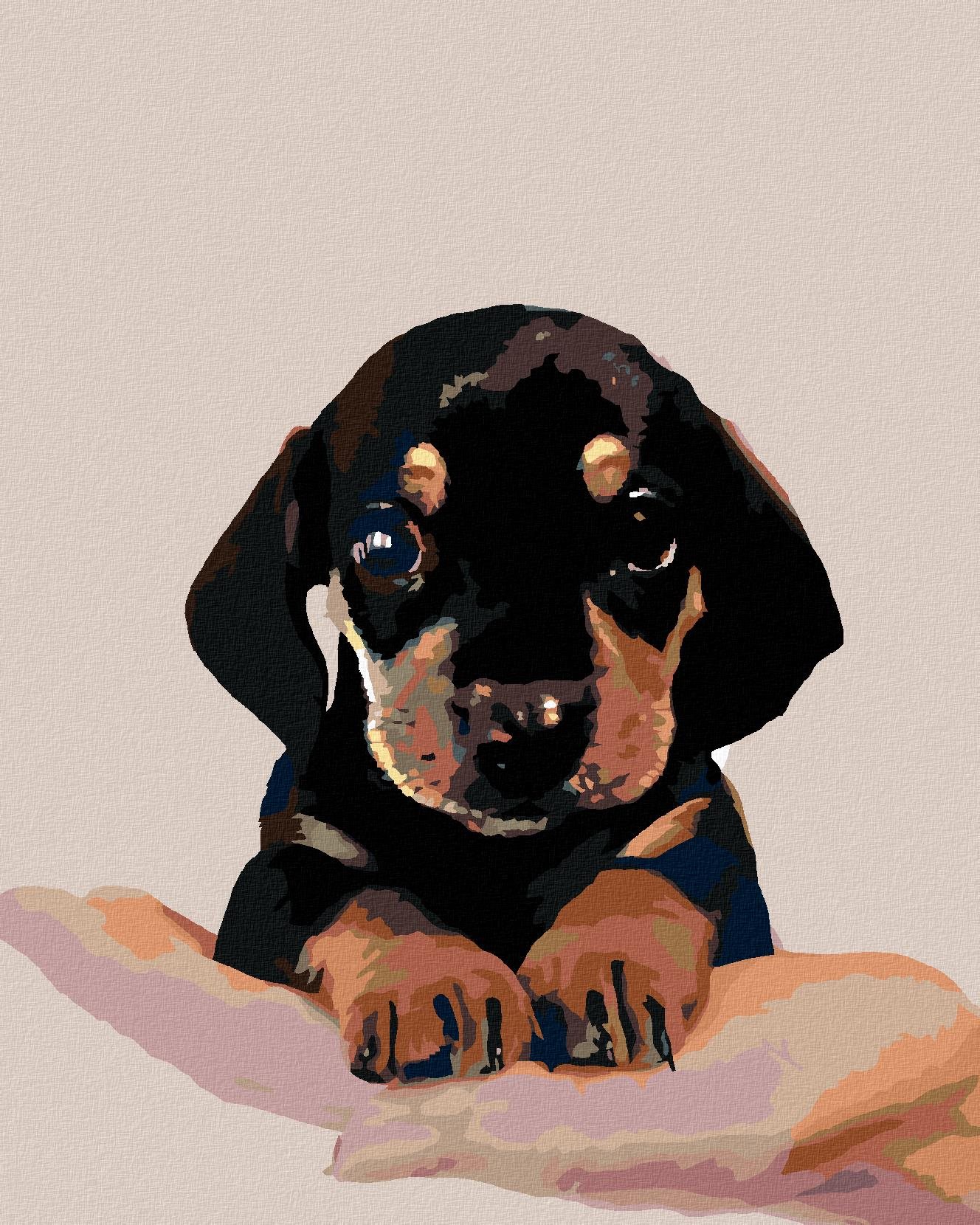 Maľovanie podľa čísel – Šteňa krátkosrstého jazvečíka, 40 × 50 cm, bez rámu a napnutého plátna