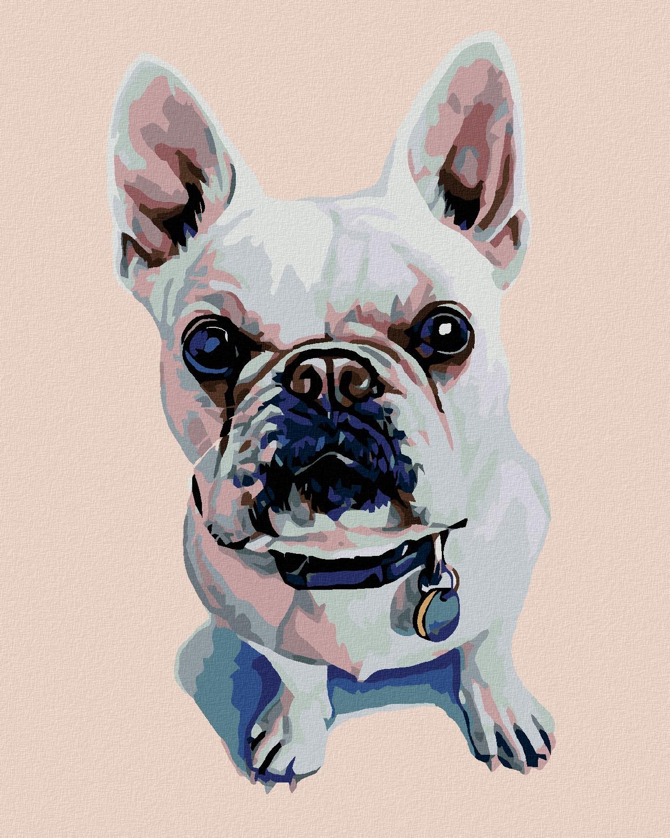 Maľovanie podľa čísel - Biely buldog s modrým obojkom, 40 x 50 cm, napnuté plátno na ráme