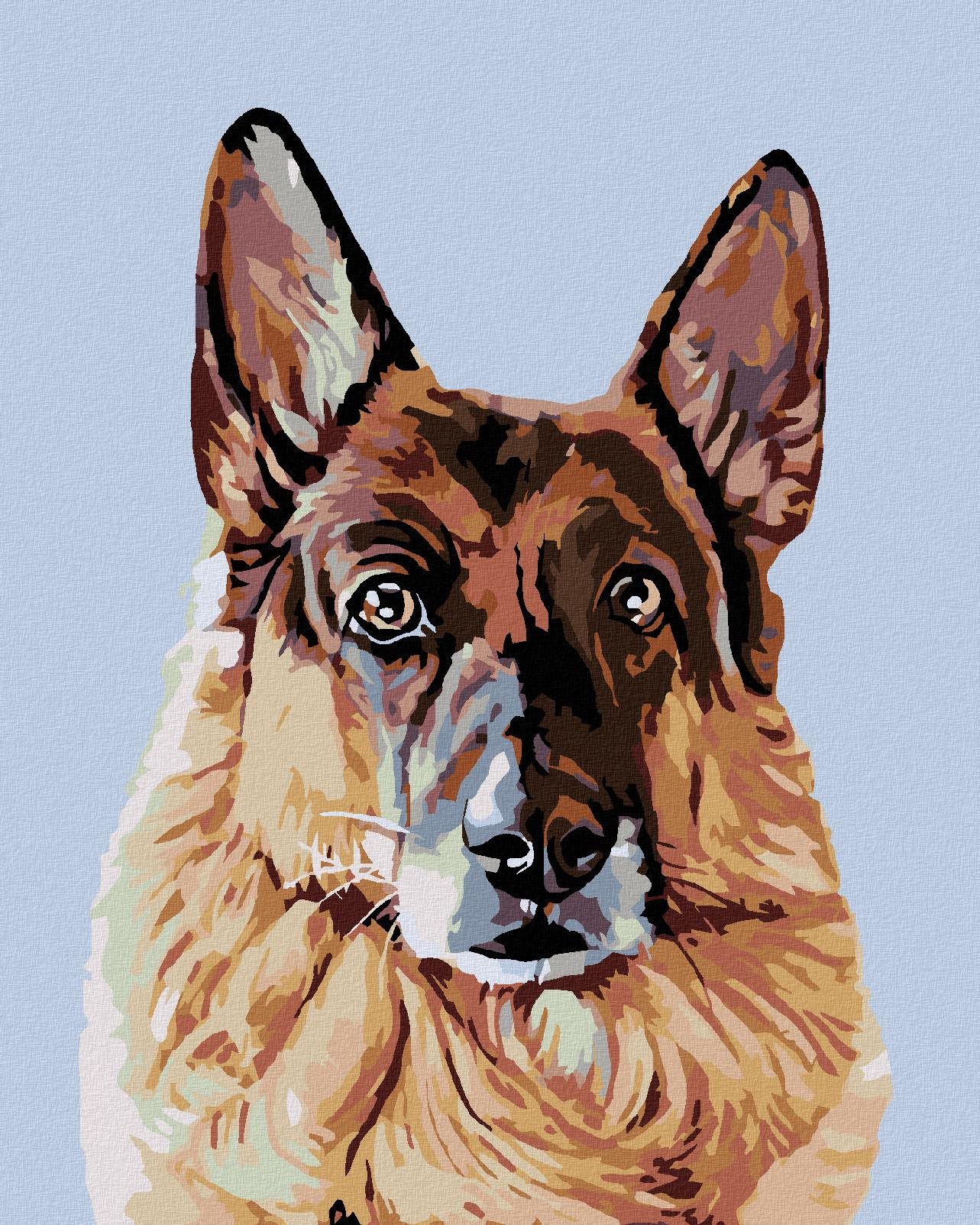 Maľovanie podľa čísel - Pohľad nemeckého ovčiaka, 40 x 50 cm, bez rámu a napnutého plátna