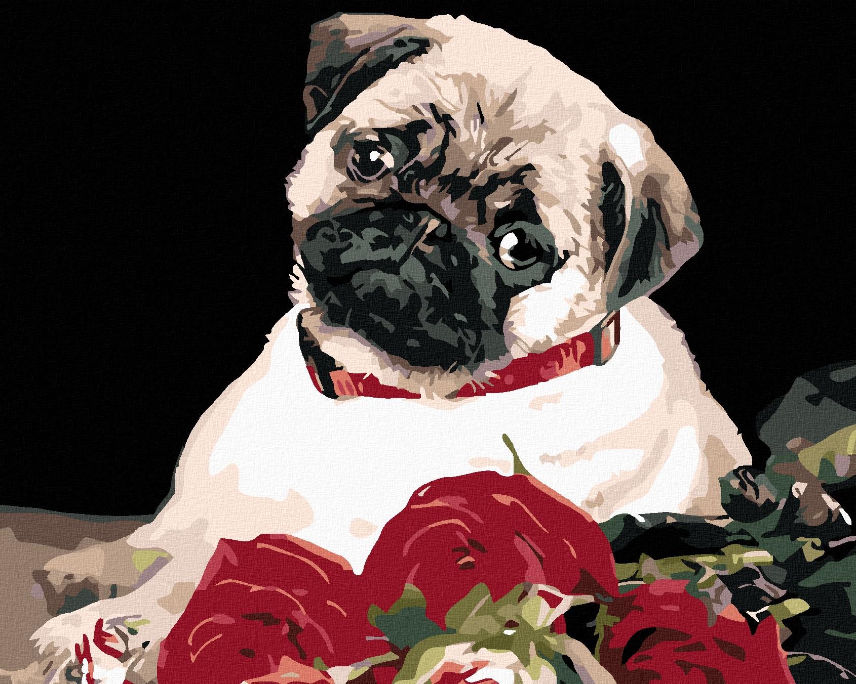 Diamondi – MOPS, 40 × 50 cm, bez rámu a bez napnutia plátna