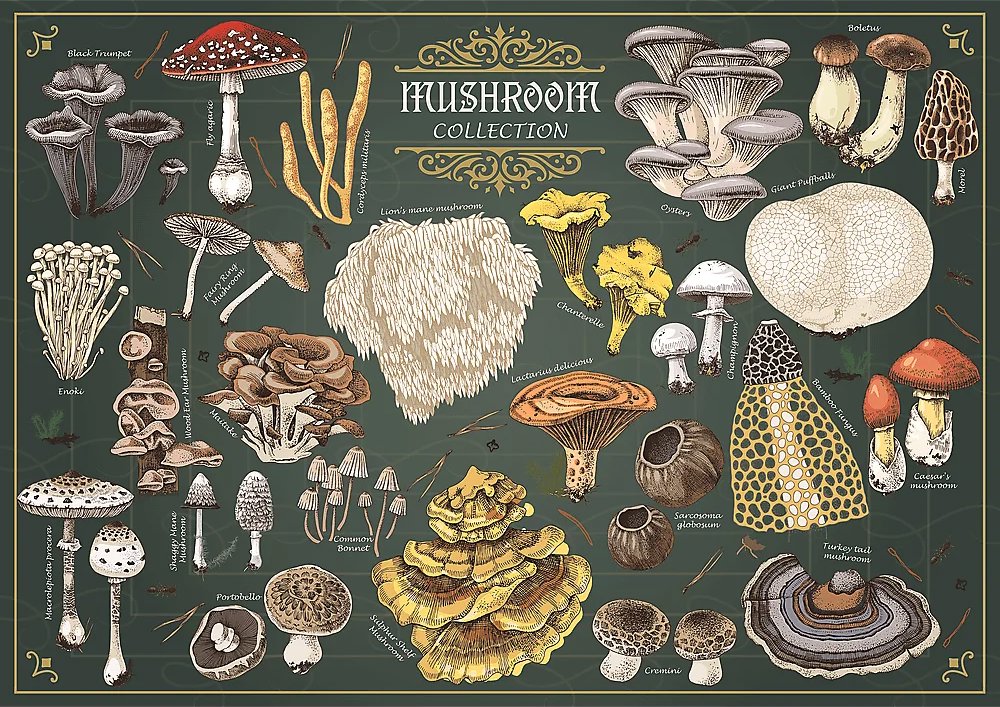 TREFL Puzzle Premium Plus Finders Keepers: Huby 500 dielikov