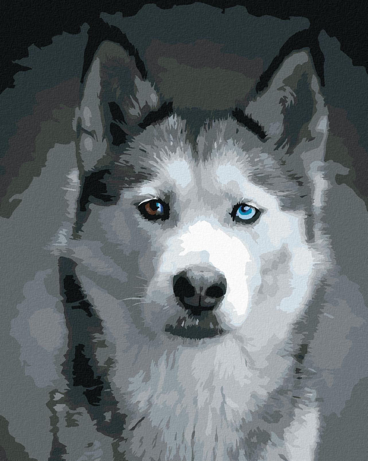 Hlava huskyho, 40 × 50 cm, bez rámu a bez napnutia plátna
