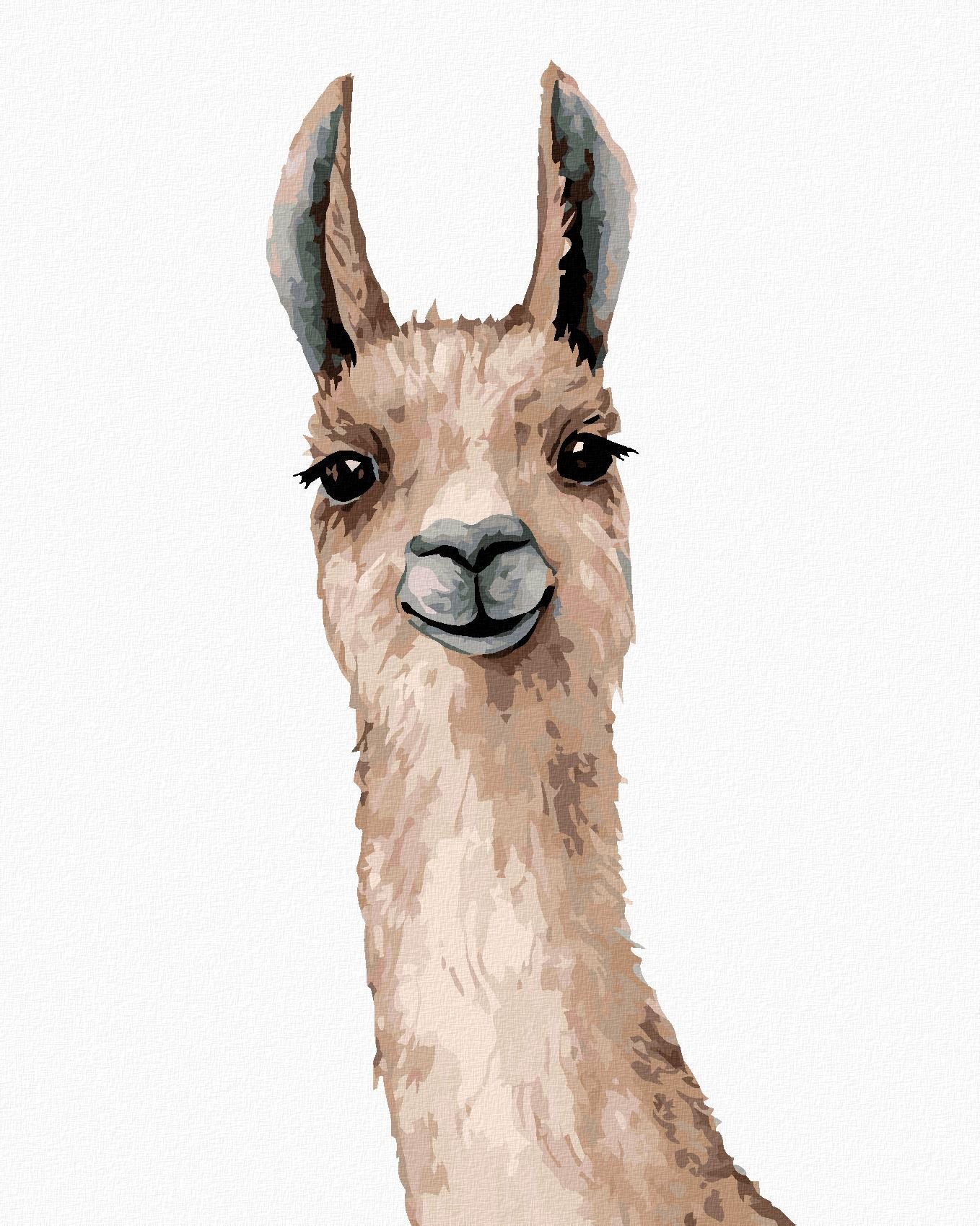 Lama na bielom pozadí, 80 × 100 cm, plátno napnuté na rám
