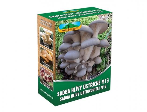 Hliva ustricová 250 ml