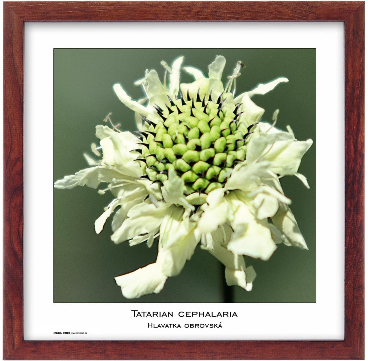 TRADAG Natura 30 × 30 hnedý