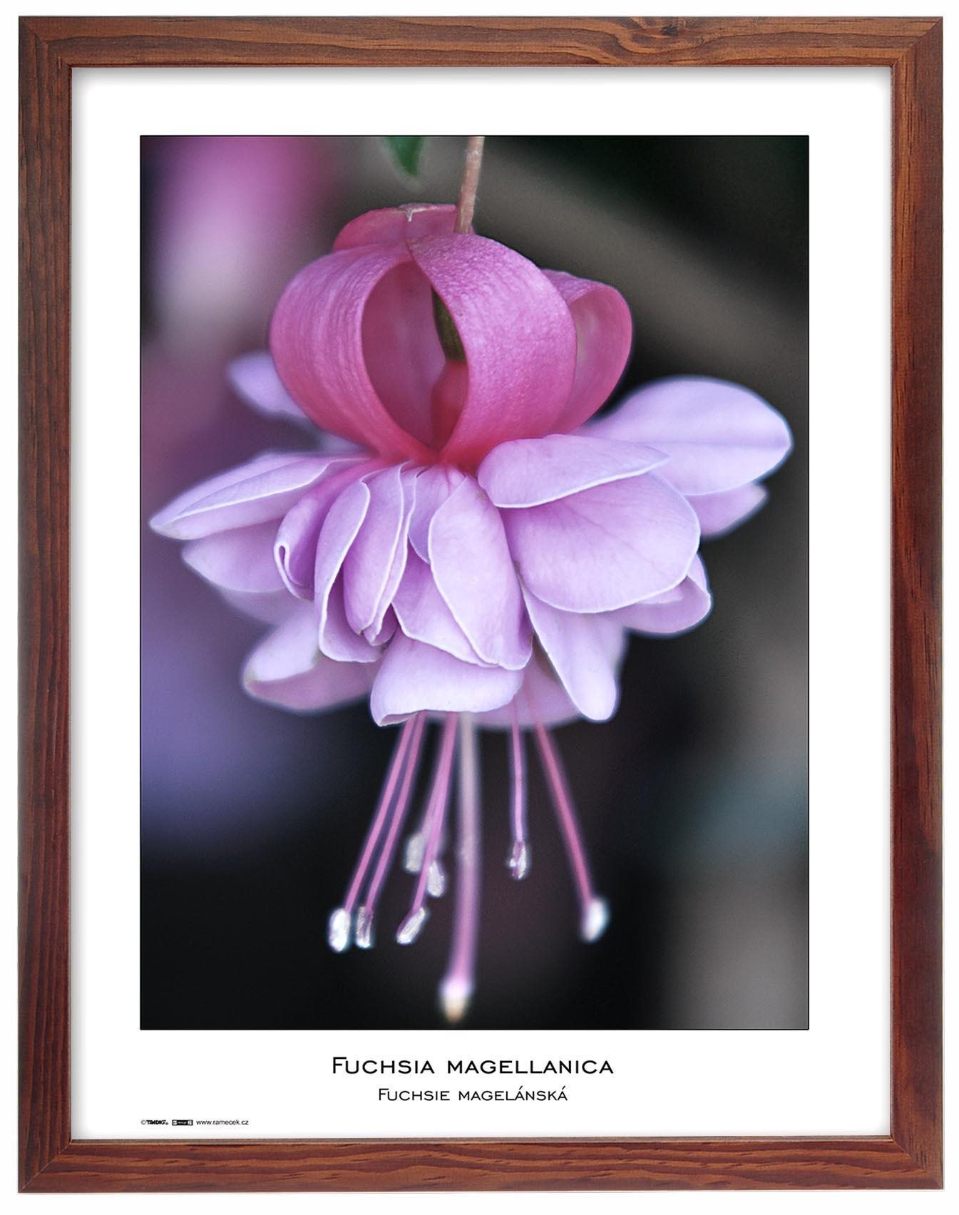 TRADAG Natura 30 × 40 hnedý