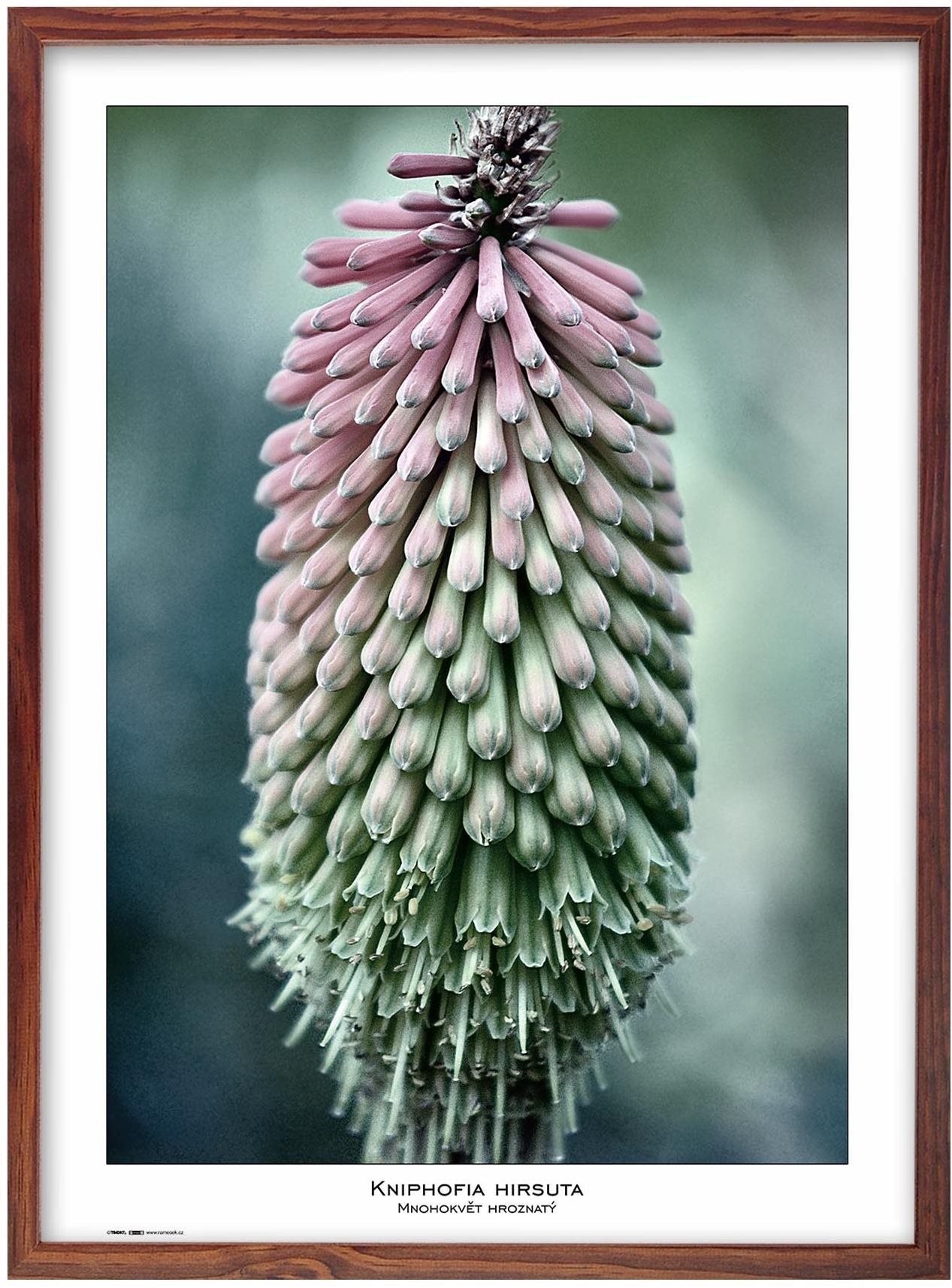 TRADAG Natura 50 x 70 hnedý