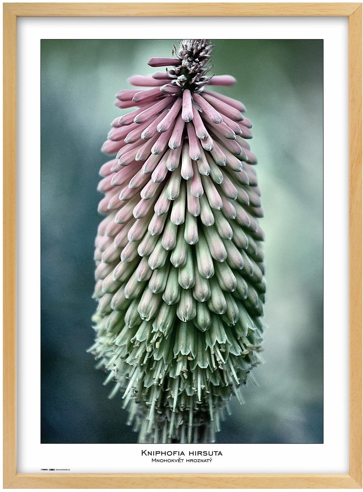 TRADAG Natura 50 x 70 prírodný