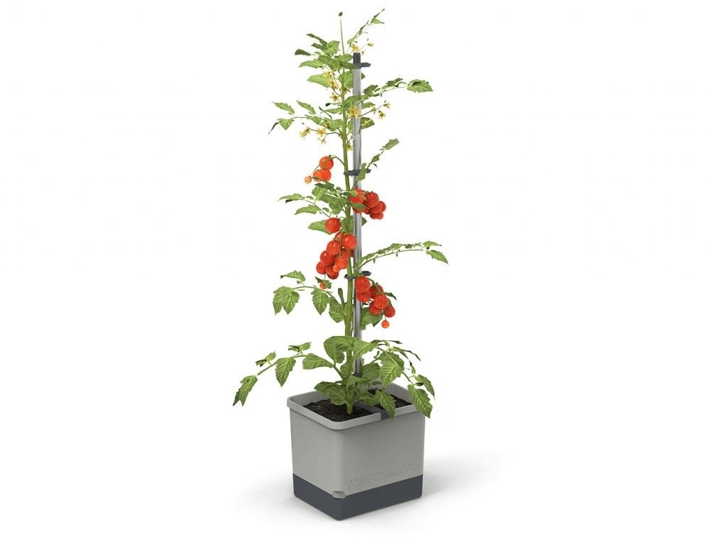 Gusta Garden TOM TOMATO Standard samozavlažovací truhlík svetlo sivý